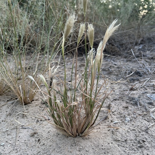 Chloris virgata