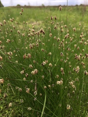Eleocharis tenuis