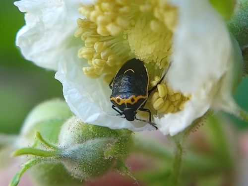 Hedge Nettle Stink Bug photo 4