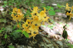 Rhododendron cumberlandense