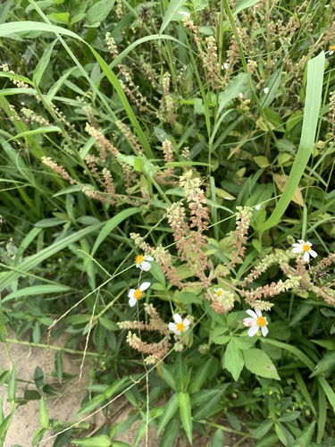 Salvia plebeia