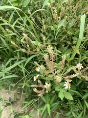 Salvia plebeia