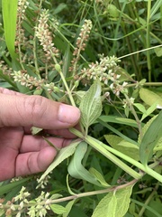 Salvia plebeia, photograph 呂一起(Lyu yi-chi), CC BY, iNaturalist via GBIF