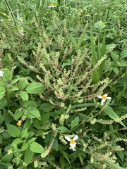 Salvia plebeia, photograph 呂一起(Lyu yi-chi), CC BY, iNaturalist via GBIF