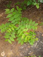 Magnoliopsida