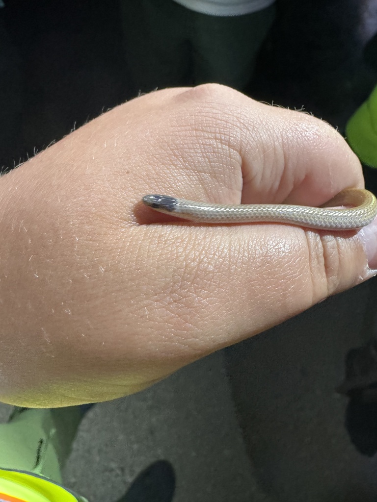 Southwestern Blackhead Snake from Independence Creek Rd, Sanderson, TX ...