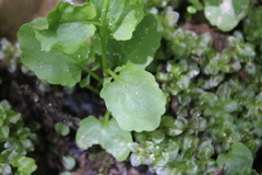 Cardamine rotundifolia
