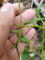 Ranunculus allegheniensis