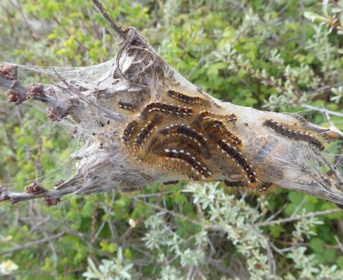 Brown-tail moth