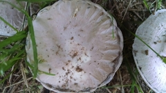 Agaricus