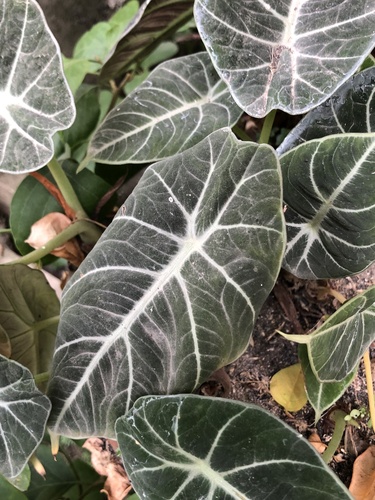 Alocasia black