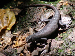 Emoia nigra