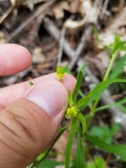 Ranunculus allegheniensis