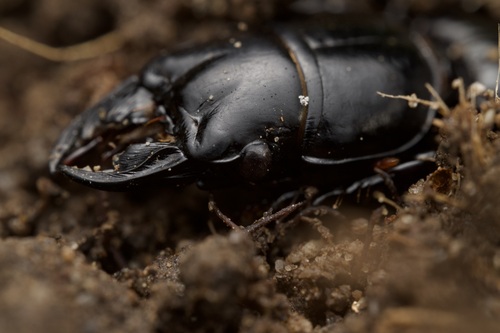 Big-headed Ground Beetle photo 4