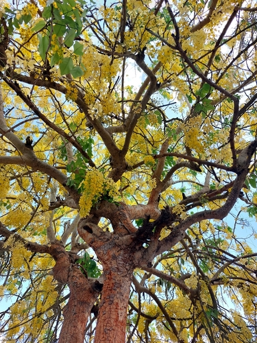 Cassia fistula - Whole tree