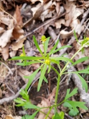 Ranunculus allegheniensis