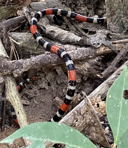 Bolivian Coral Snake