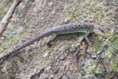Emoia samoensis