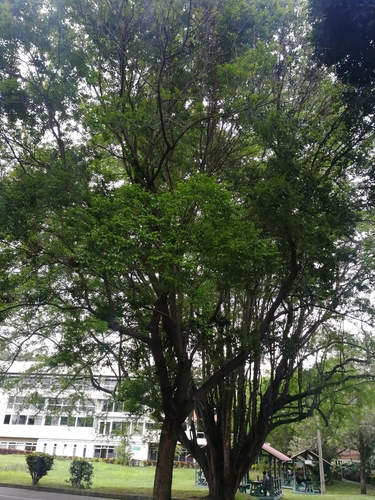 Foto de Pau-ferro