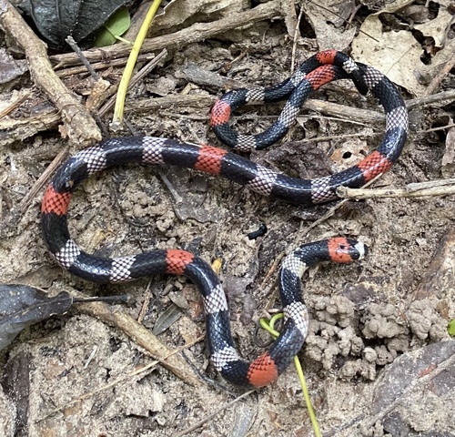 Bolivian Coral Snake