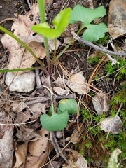Ranunculus allegheniensis