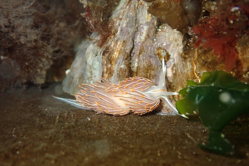 Horned Nudibranch, West End, Tacoma, WA, USA, photo 10 of 10