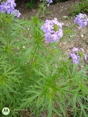 Glandularia bipinnatifida