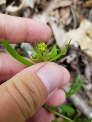 Ranunculus allegheniensis