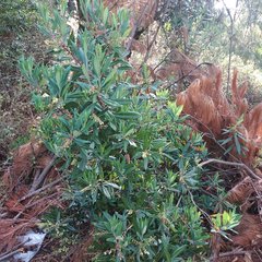 Comarostaphylis discolor