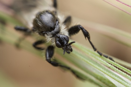 White-winged March Fly photo 4