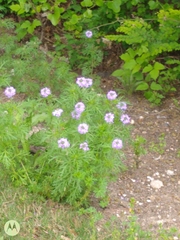 Glandularia bipinnatifida