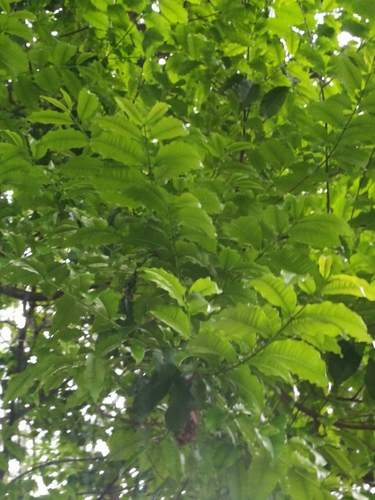 Foto de Pau-ferro