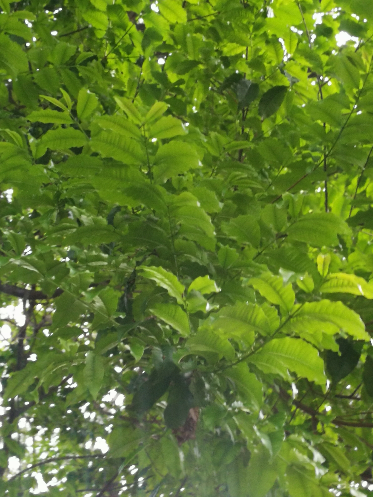 Imagem de Pau-ferro
