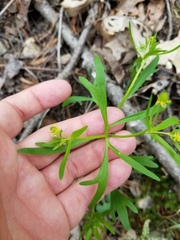 Ranunculus allegheniensis