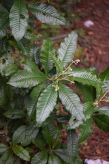 Primulaceae