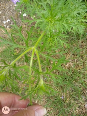 Glandularia bipinnatifida