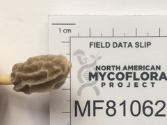 Morchella diminutiva
