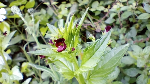 Mediterranean figwort (Scrophularia peregrina)