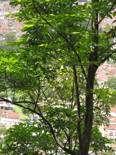 Hevea brasiliensis
