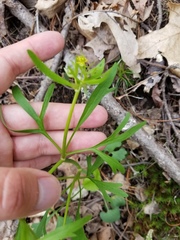 Ranunculus allegheniensis