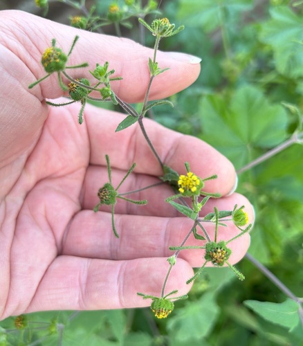 Sigesbeckia orientalis observed 2024-04-18