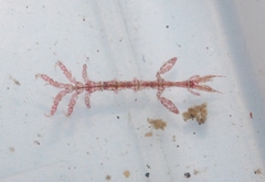 Caprella