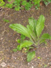 Plantago