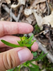 Ranunculus allegheniensis