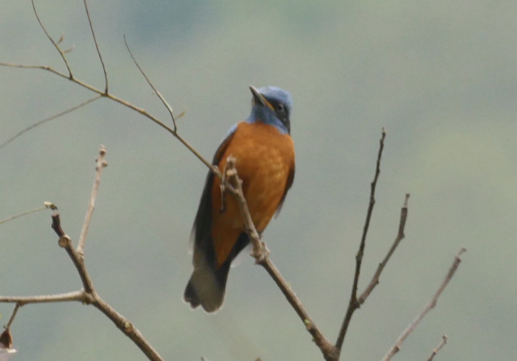 Blue-capped Rock Thrush