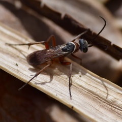 Tastiotenia festiva