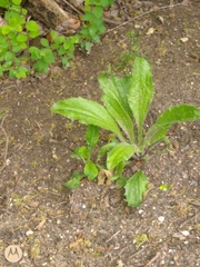 Plantago