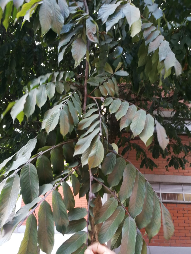 Swartzia robiniifolia