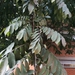 Swartzia robiniifolia - Photo (c) May Bedoya, algunos derechos reservados (CC BY-NC), subido por May Bedoya