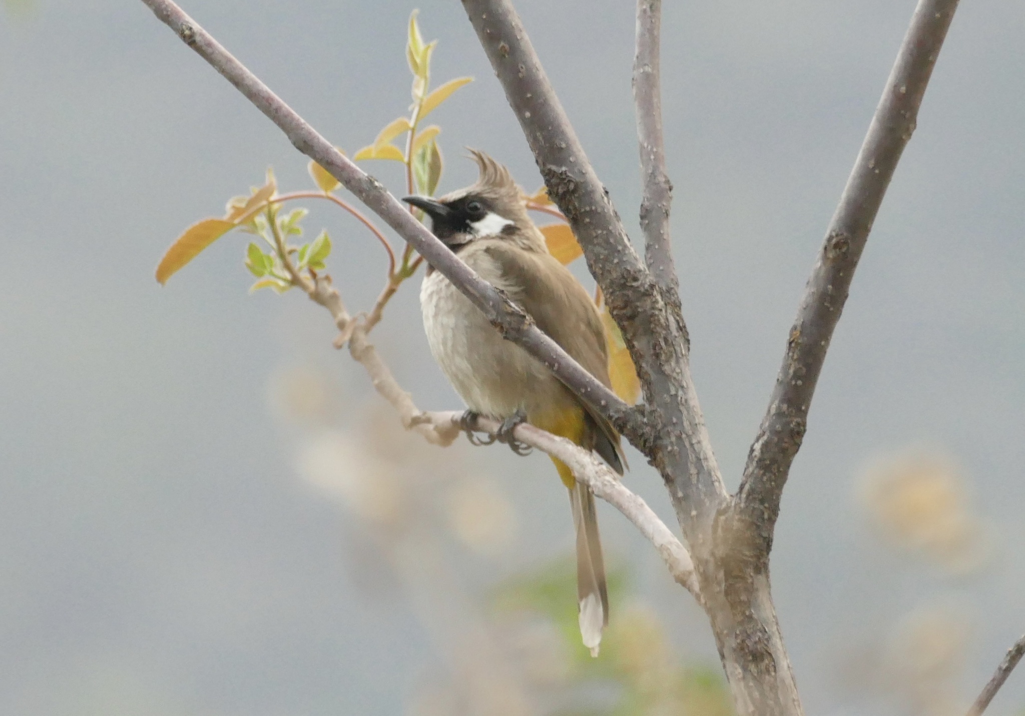 Himalayan Bulbul